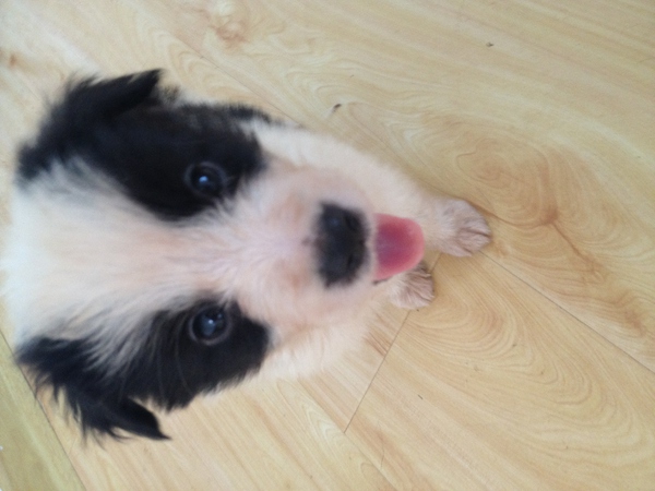 边牧这种狗到底有多聪明,边牧的智商真的有6-8岁那么高吗