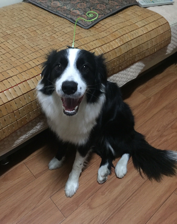 边牧这种狗到底有多聪明,边牧的智商真的有6-8岁那么高吗