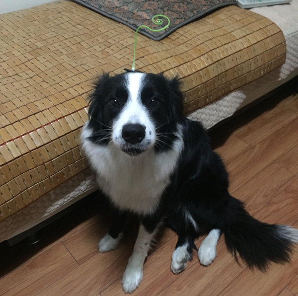 边牧这种狗到底有多聪明,边牧的智商真的有6-8岁那么高吗