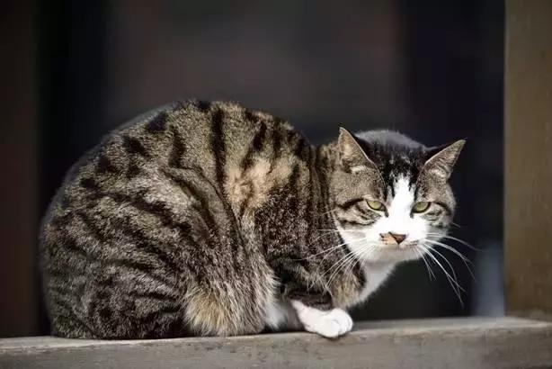 腾龙70-200mmf2.8效果,腾龙sp70-200mmf2.8g2