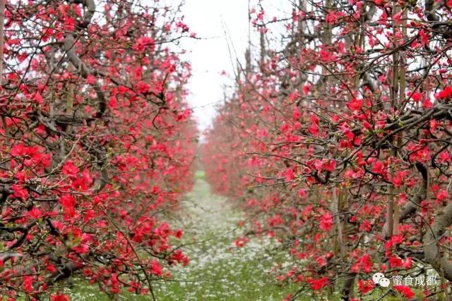 这里的春天最美丽歌词 (这里的春天最美丽)