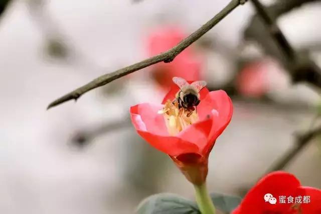 这里的春天最美丽歌词 (这里的春天最美丽)