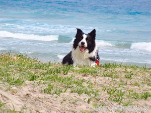 十大公认最好的卡片相机,2023公认最好长变焦卡片相机