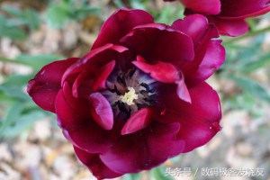 十大公认最好的卡片相机,2023公认最好长变焦卡片相机