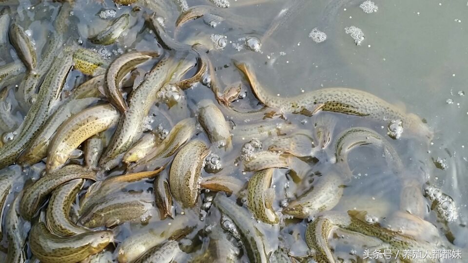 泥鳅养殖前景和价格,泥鳅现在市场价格是多少