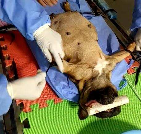 给牛剖腹产,给牛做剖腹产需要多少钱