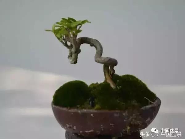 盆景知识与交流,养花知识大全小盆景