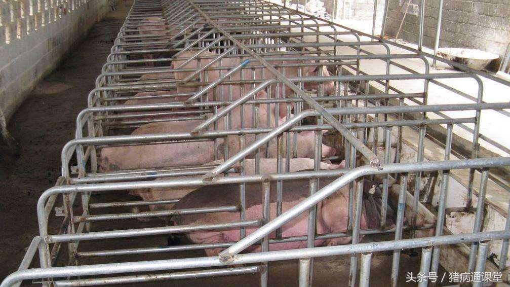 母猪诱导分娩的方法,母猪诱情剂对人有什么影响