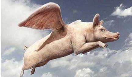 养猪行业是传统还是夕阳 (3千元起家养猪十年只赚不亏)