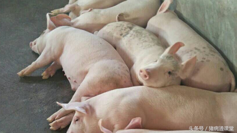 仔猪补铁中毒能用地米解救吗,仔猪补铁的功效与作用