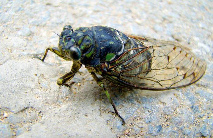 农村常吃的十种虫子,小时候能吃的八种虫子