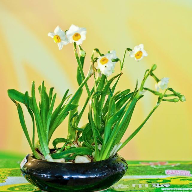 多种水仙花的养殖方法土培,手把手教你2种栽种水仙花的方法
