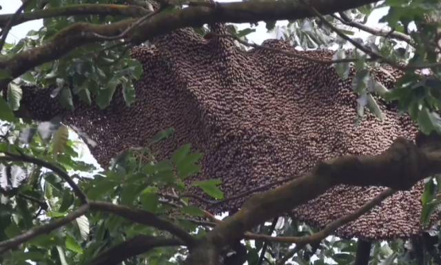 被野蜂蛰了半小时死亡,被野蜂蜇了7小时