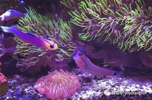 不同水温如何喂锦鲤,不同鱼的养法和技巧