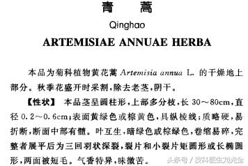 二月茵陈四月蒿包括艾蒿吗,茵陈蒿和青蒿图片