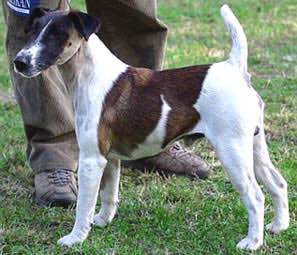 狗狗品种收集大全,收藏狗狗