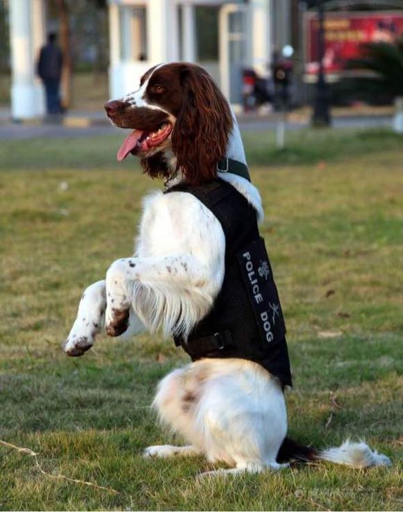 狗狗品种收集大全,收藏狗狗