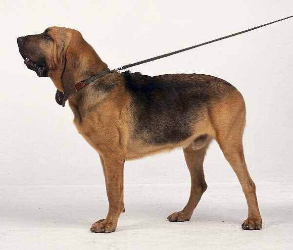 狗狗品种收集大全,收藏狗狗