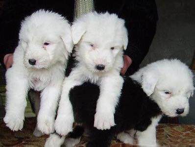 狗狗品种收集大全,收藏狗狗