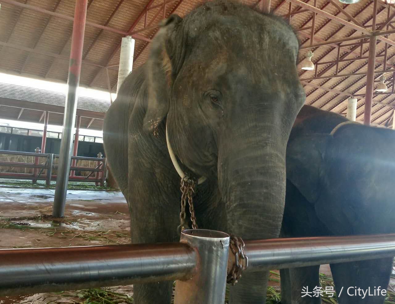 泰国芭堤雅东芭乐园,泰国芭提雅东芭公园