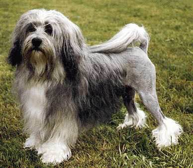 收藏狗狗的图片,收藏宠物集