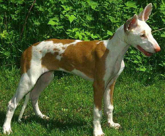 收藏狗狗的图片,收藏宠物集