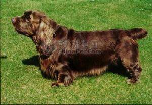 收藏狗狗的图片,收藏宠物集