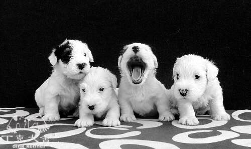 收藏狗狗的图片,收藏宠物集