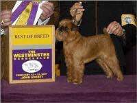 收藏狗狗的图片,收藏宠物集