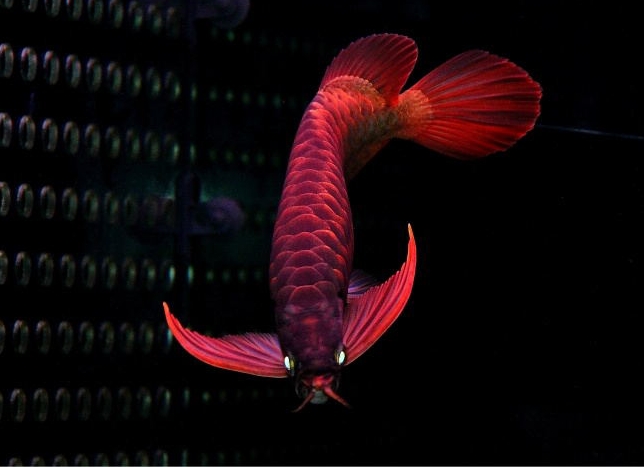 龙鱼为什么每天早上都要趴缸,龙鱼趴缸和蒙眼最好最快的办法