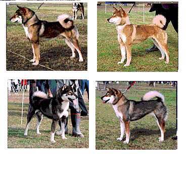 收藏狗狗的图片,收藏宠物集