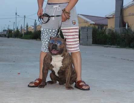 收藏狗狗的图片,收藏宠物集