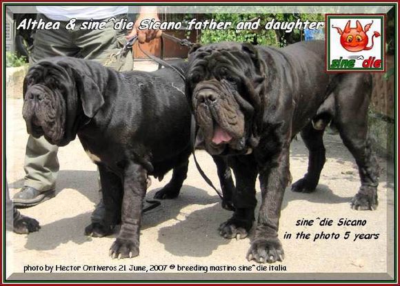 收藏狗狗的图片,收藏宠物集