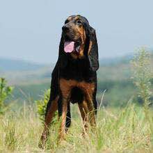 收藏狗狗的图片,收藏宠物集