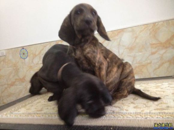 收藏狗狗的图片,收藏宠物集