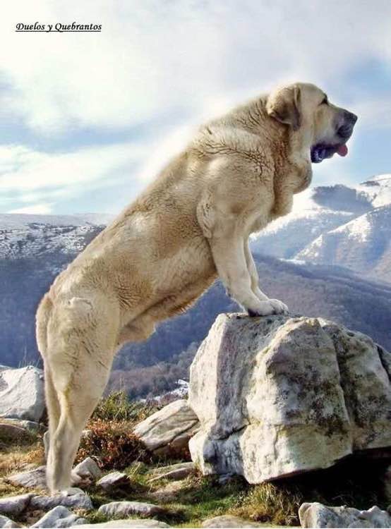 收藏狗狗的图片,收藏宠物集