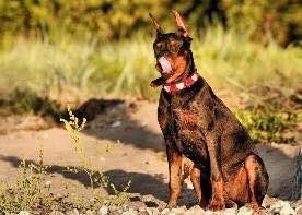 收藏狗狗的图片,收藏宠物集