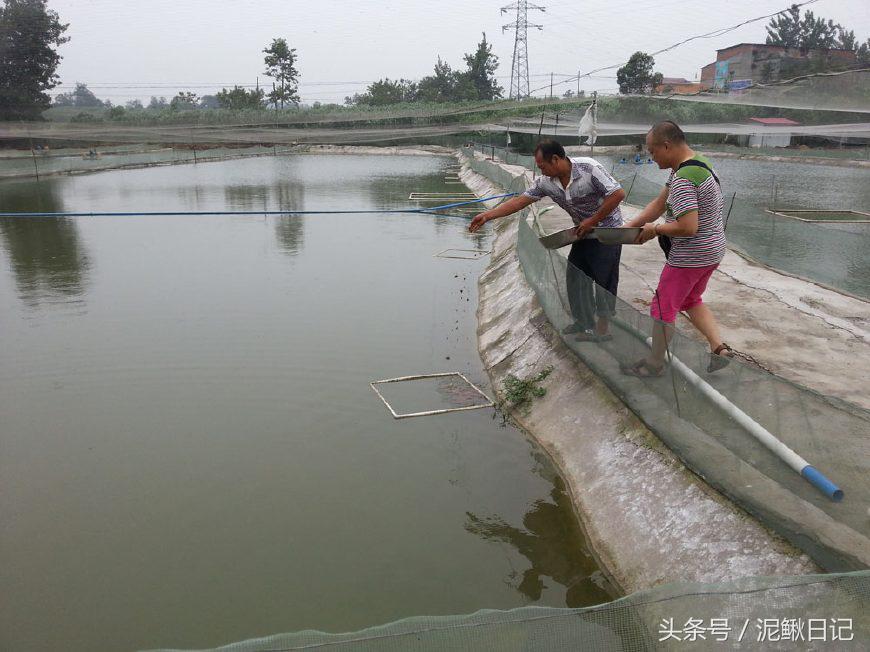 泥鳅养殖有哪些政策,泥鳅养殖的前景如何发展