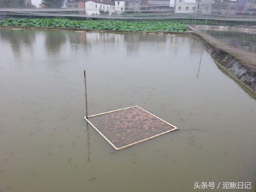 泥鳅养殖有哪些政策,泥鳅养殖的前景如何发展