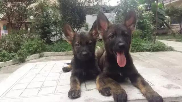 长沙宠物蜥蜴品种有哪些,别人家养的宠物蜥蜴食肉动物