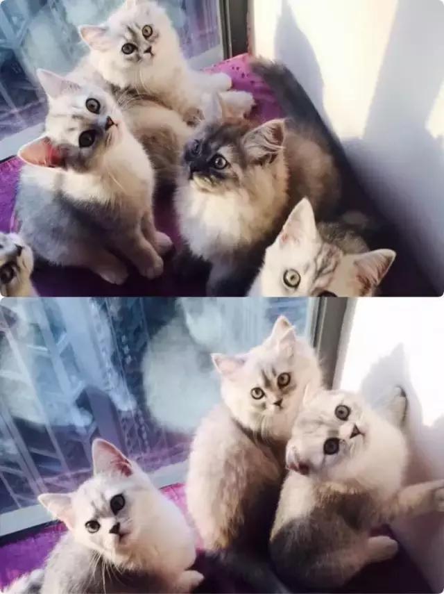 长沙宠物蜥蜴品种有哪些,别人家养的宠物蜥蜴食肉动物