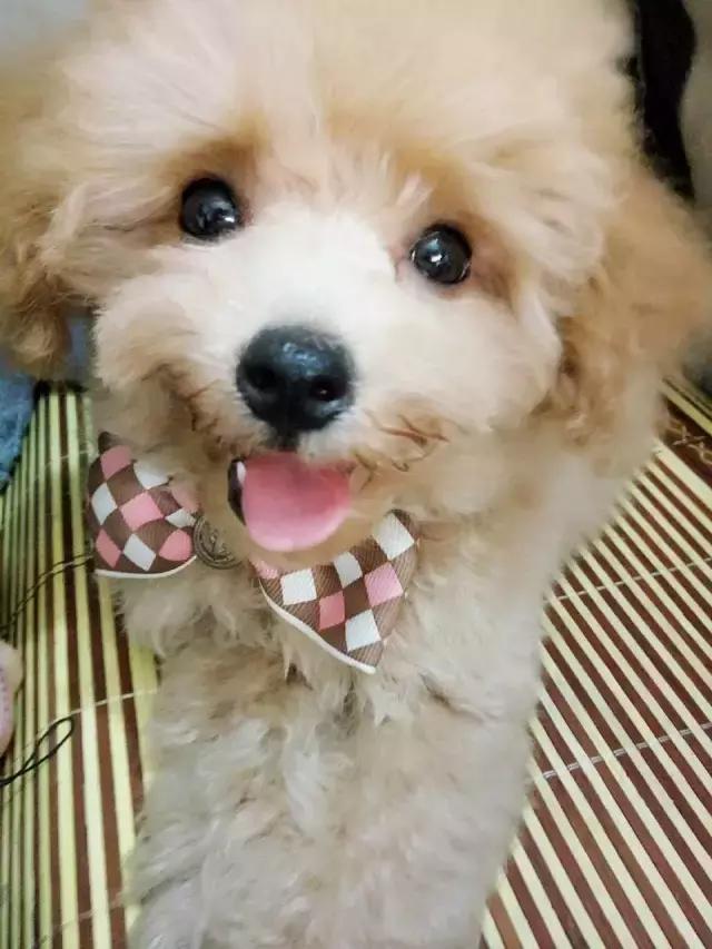 长沙宠物蜥蜴品种有哪些,别人家养的宠物蜥蜴食肉动物