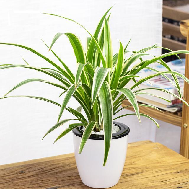 吸甲醛最利害的6款绿色盆栽,家中不妨放几盆,好养还漂亮