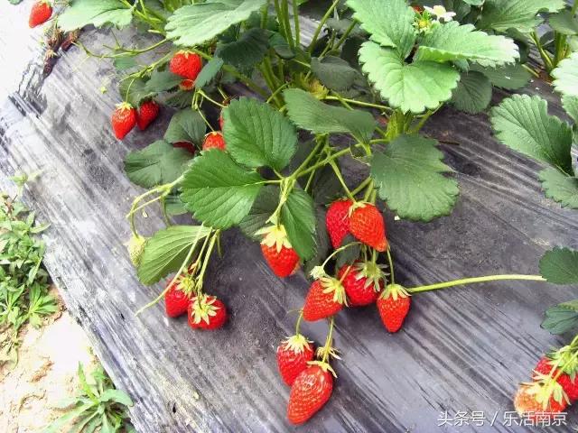 南京梅花赏花游记,好玩的摘草莓胜地打卡