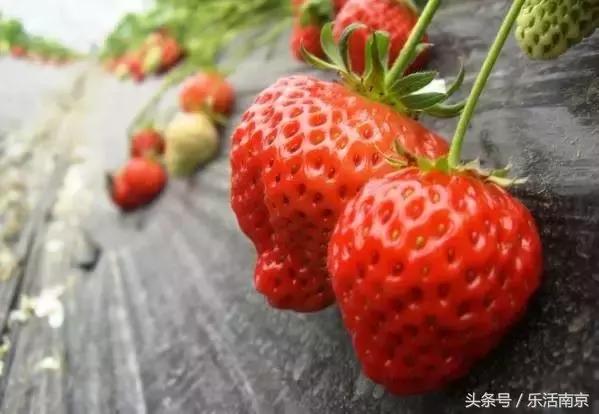 南京梅花赏花游记,好玩的摘草莓胜地打卡