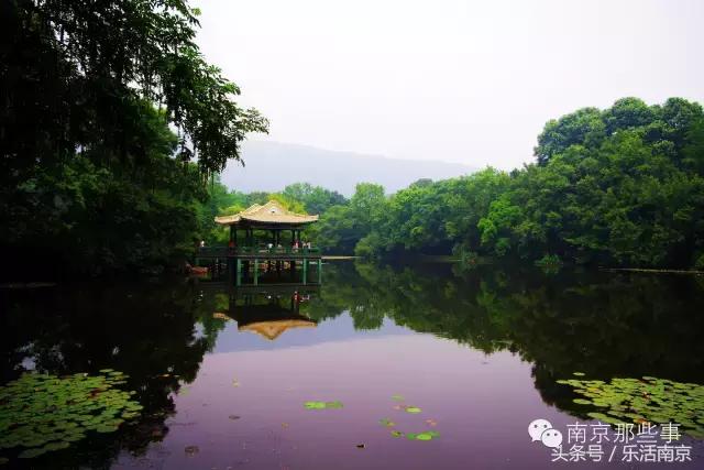 南京梅花赏花游记,好玩的摘草莓胜地打卡