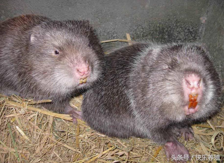 养殖竹鼠合法吗,农村养竹鼠致富案例