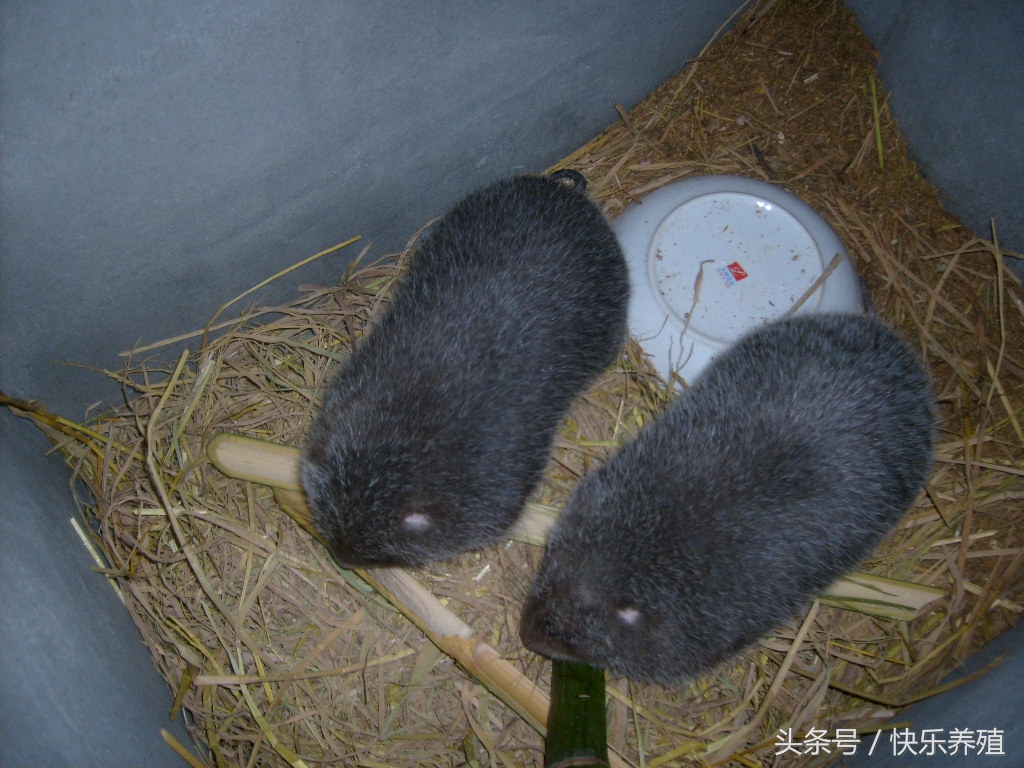 养殖竹鼠合法吗,农村养竹鼠致富案例