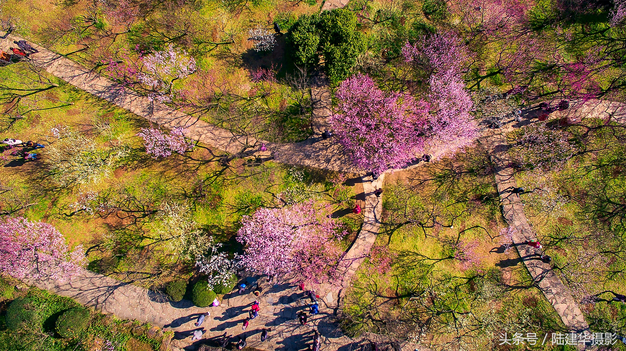 无锡梅园,春风十里不如你