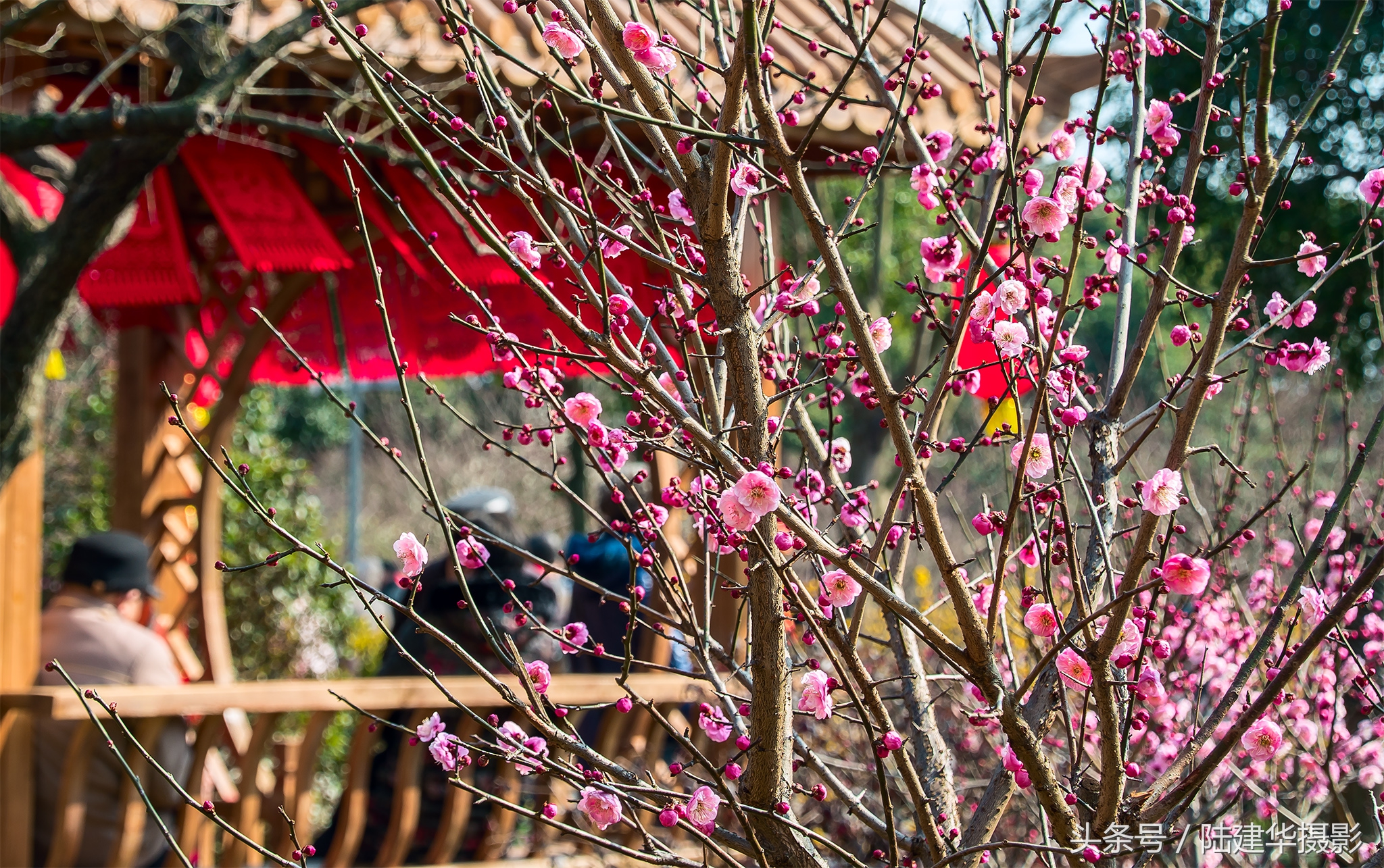 无锡梅园,春风十里不如你